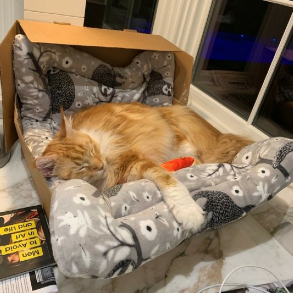 Naps are good! π¦ Foxy knows best π¦ - Picture 16 of 16